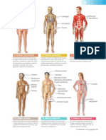 Anatomía 3