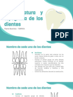 Nomenclatura y Topografía de Los Dientes