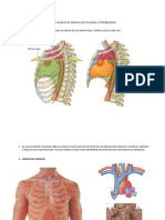 Taller Anatomía Externa Del Corazón y Mediastinos