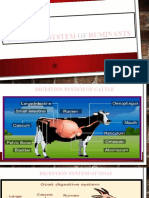 Digestion System of Ruminants