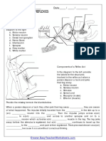 Spinal Cord and Reflexes