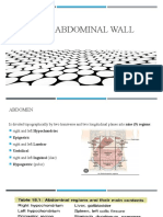 Ant. ABDOMINAL WALL