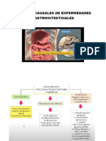 Agentes Causales de Enfermedades Gastrointestinales