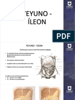 1 - Yeyuno, Ileon