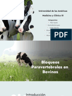 Bloqueos Paravertebrales Bovinos