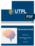 NEUROANATOMIA