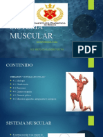 Sistema Muscular