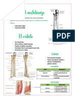 Antebrazo (Cúbito y Radio)