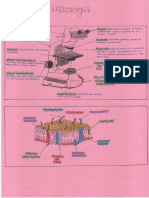 DIBUJOSHISTOLOGIA