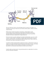 Neuron A