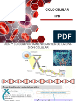 Ciclo Celular