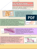 Osificación Intramembranosa, Osificación Endocondral, Edad Ósea