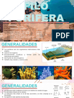 Filo Porifera Final