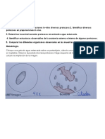 Diversidad Eucariotica Unicelular Grupo Protozoo