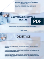 Sistema Genital Medicina 250423