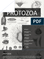 Protozoa