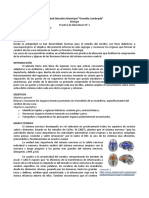 Biologia - Disección Del Cerebro de Vaca