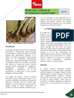 NTF LF01 Identificacion y Sintomas de Fusarium Oxysporum y Fusarium Solani