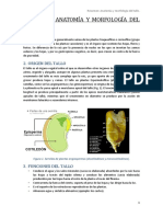 BOTANICA GENERAL. Resumen IV Unidad Anatomía y Morfología Del Tallo