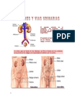 Sistema Urinario