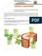 CLASE #02 Los Tejidos Vegetales