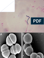 Streptococcus