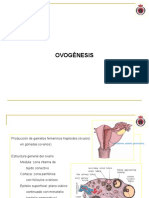 37 Espermatogénesis, Ovogénesis, Fecundación