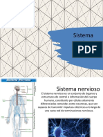 Grupo 1 El Sisrtema Nervioso 22