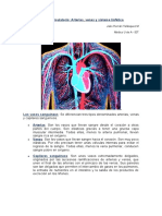 Aparato Circulatorio Arterias, Venas y Sistema Linfático