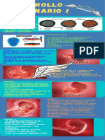 ¡Desarrollo Embrionario INFOGRAFIA