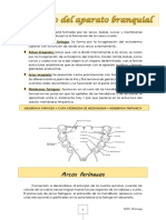 Embriologia Del Aparato Faríngeo