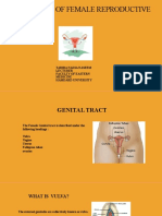 Anatomy of Female Reproductive System