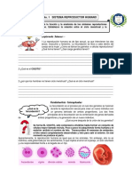 Sistema Reproductor Humano-1