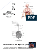 Digestive System Draft