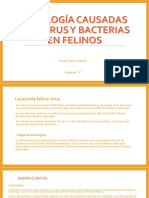 Patología Causadas Por Virus y Bacterias en Felinos