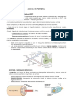 Neuropatía Periférica