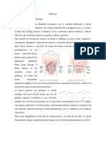 Anatomía Topografía y Fisiología Del Abdomen