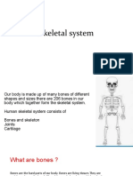 Skeletal System