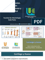 Cartilago y Hueso. Osificación Intramembranosa y Endocondral