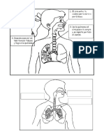 Sistema Respiratorio