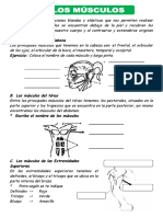 Los Musculos para Segundo de Primaria