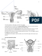 Reproduction in Humans