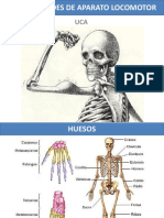 04 - Generalidades de Aparato Locomotor 2020