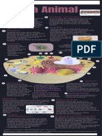 Infografia Organulos