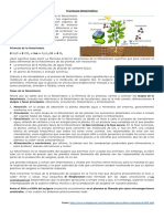 Proceso de La Fotosíntesis