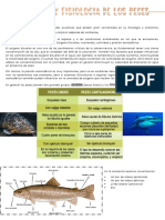 Anatomia y Fisiologia de Los Peces