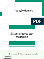 Sistema Reprodutor Humano