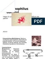 Haemophilus Ducreyi