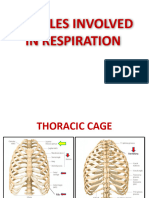 3-Muscles Involved in Respiration-1