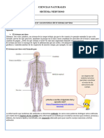 Aprende y Practica 4º Basico Sistema Nervioso